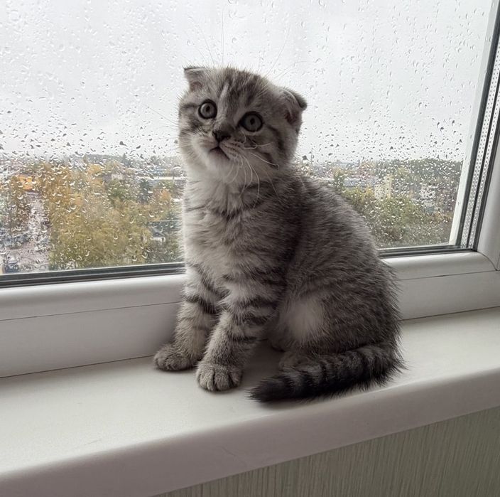 Шотландські кошенята породи Скоттіш Фолд та Скоттіш Страйт