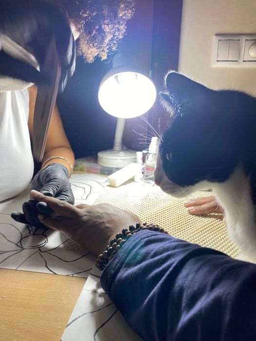 Gato adulto companheiro