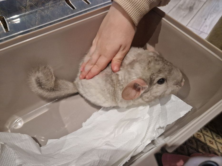 Szynszyl chinchilla шиншила