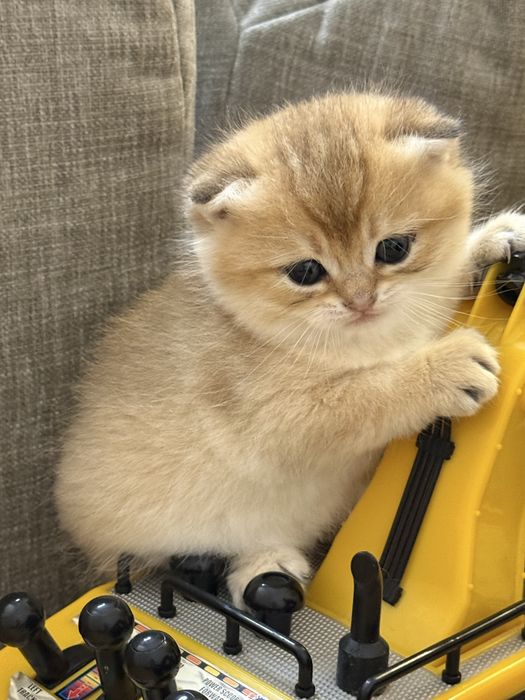 Котята золота шиншила