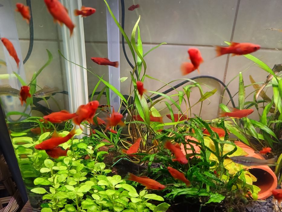 Mieczyki czerwone - 6 sztuk