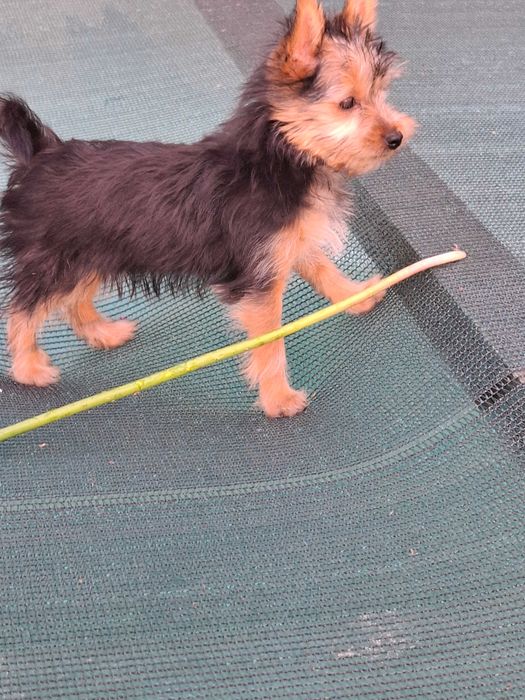 YorkShirre Terrier z Rodowodem Piesek