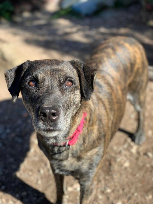 Jane - Para Adopção