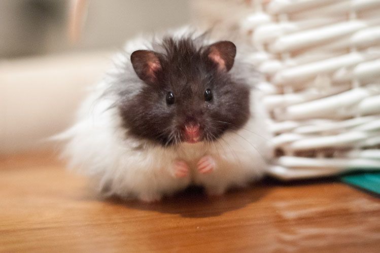 Хомяк, хомяки крупные ( детёныши) Имеются сатиновые ( атласные)