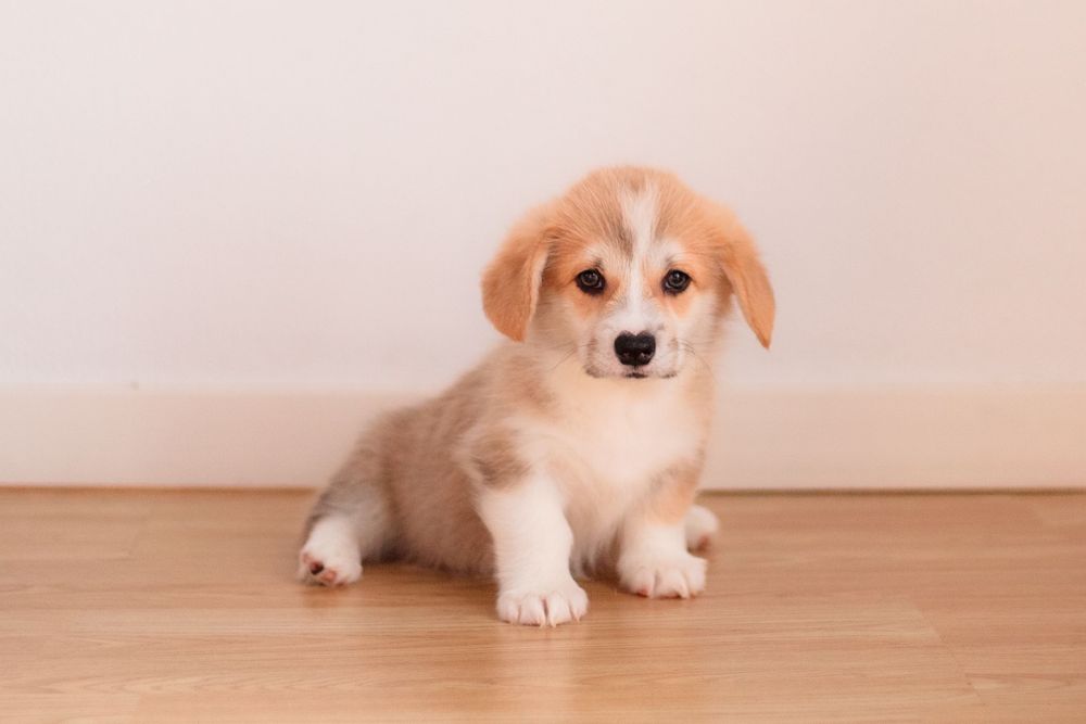 Welsh Corgi Pembroke