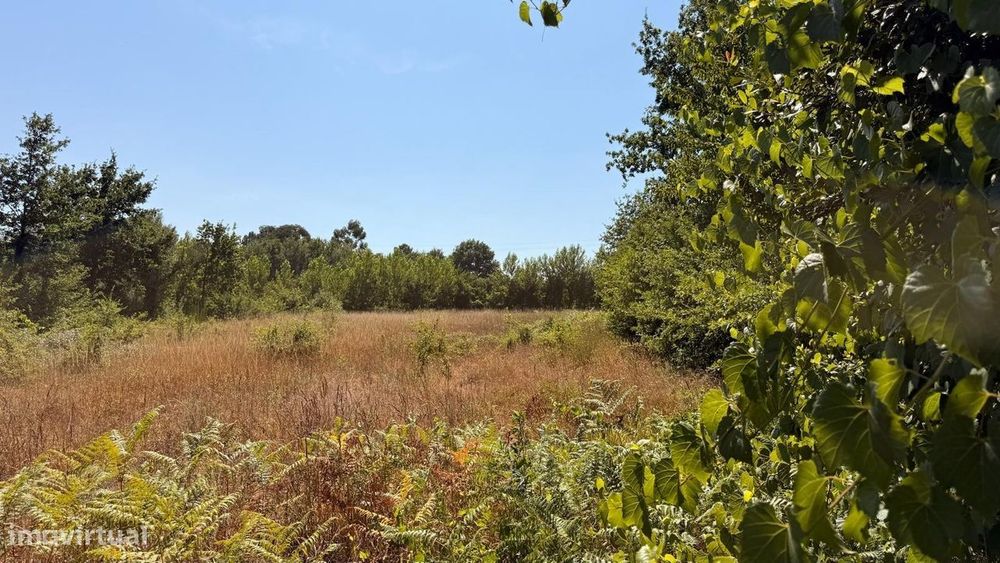 Terreno com 1 hectare em Ribeiros