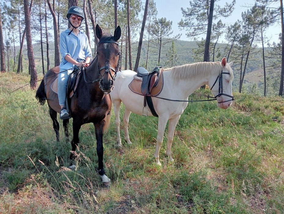 Cavalo inglês meiguinho montado
