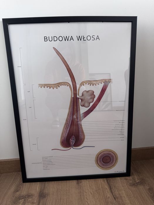 Plakat budowa włosa