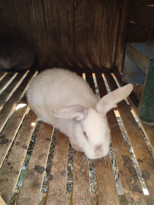 Кролики мардер каліфорнія шиншила