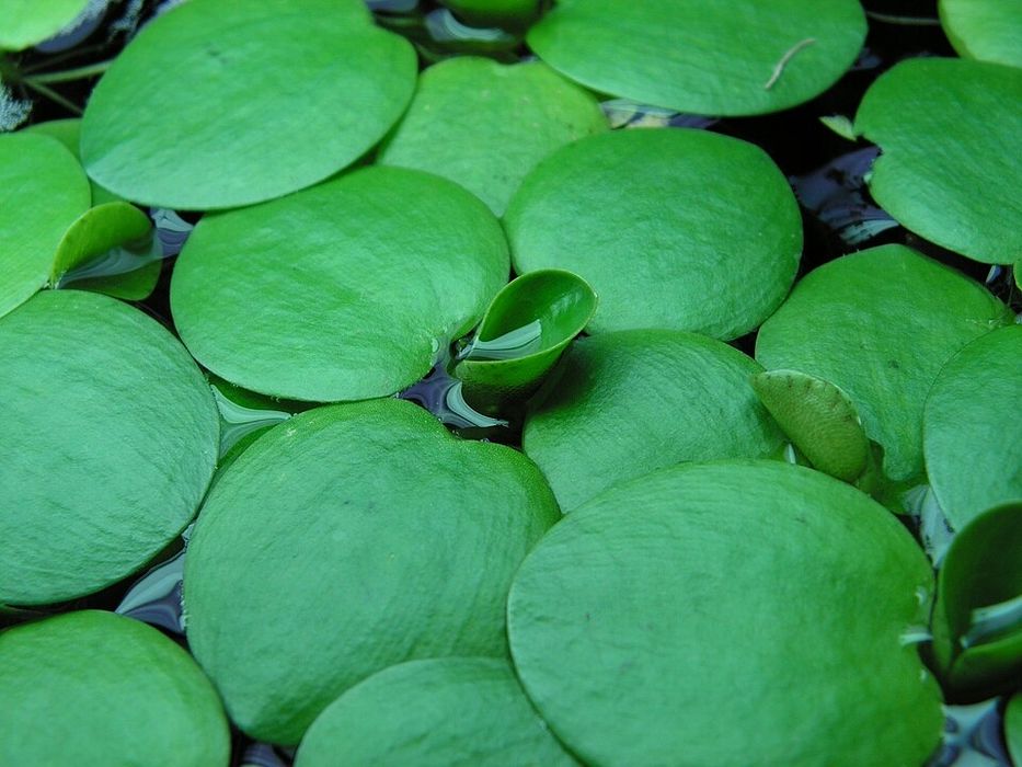 Limnobium laevigatum planta flutuante