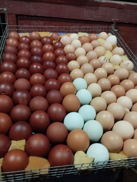 Інкубаційне яйце Амераукана