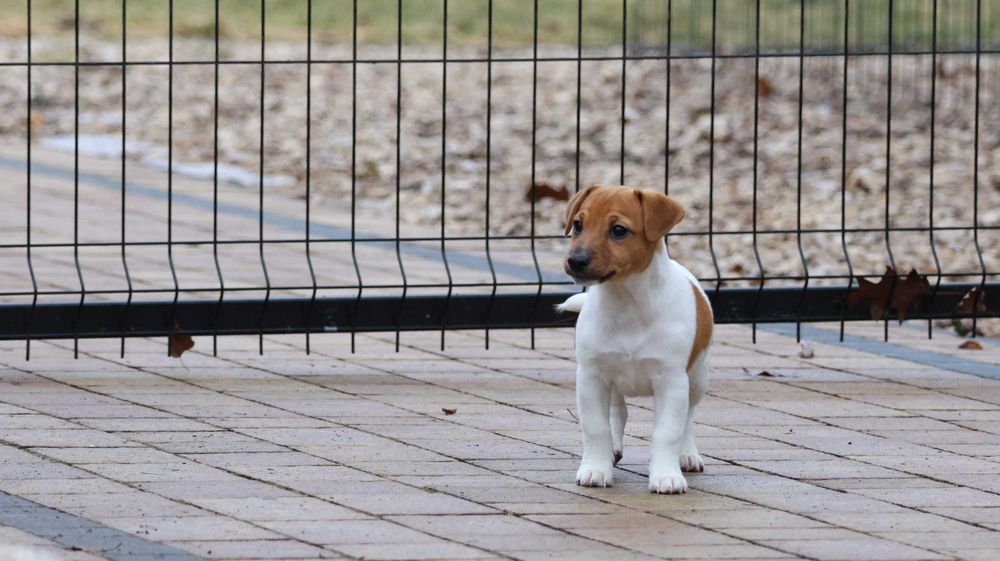 Bikolor SUCZKA JRT z hodowli BREFIO/badania genet./do odbioru