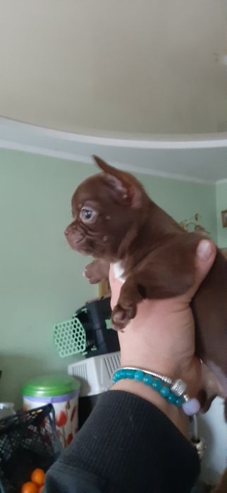 Чихуахуа девочка и мальчик