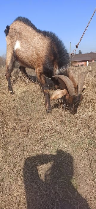 Продається цап Заао-нубійський