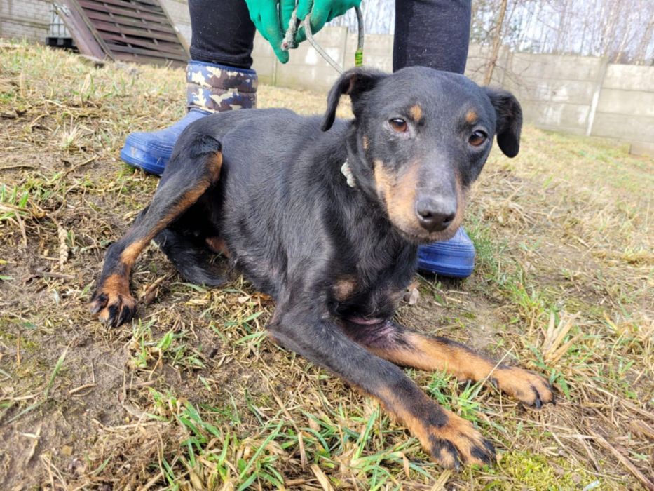 KOLA - mimo strachu, łagodna i cicha