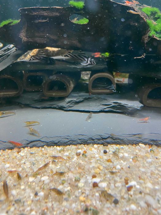 Krewetki Mech Java moss Riccia .