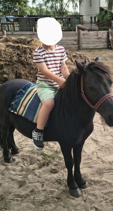 Kuca ogierka sprzedam.
