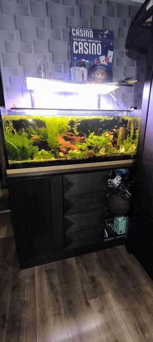 Akwarium 240 l z roślinami i obsadą