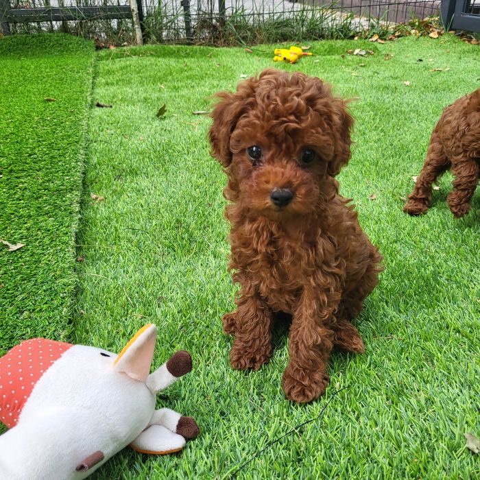 Pudel toy,red, szczenie