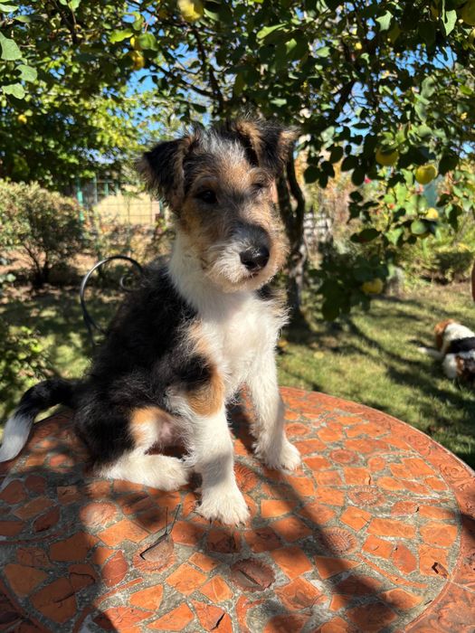 Щенки жесткошерстного фокстерьера КСУ/FCI