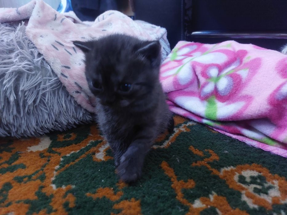 Кошенята британці