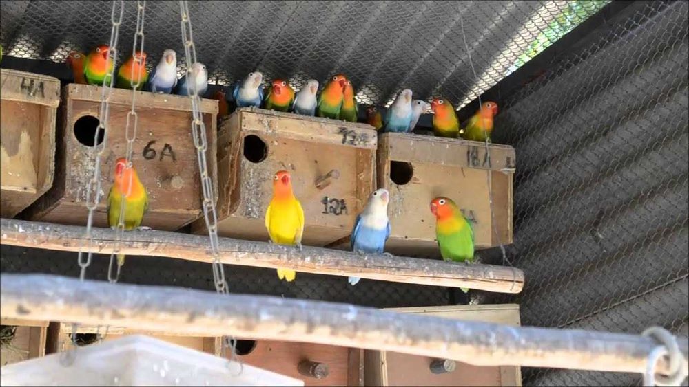 Roseicollis / Agapornis +Gaiola Nova