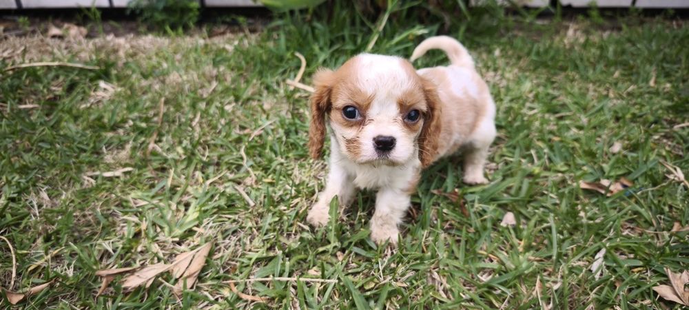 Cavalier king charles criado em ambiente familiar