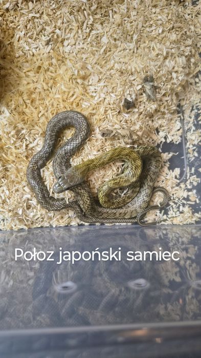 Wąż dla poczatkujacych. Smugowy/Obsoleta