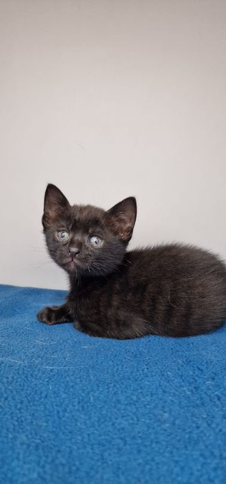 Gatinho para adoção responsável