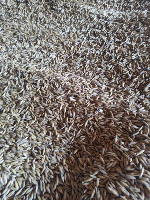 Owies workowany 30zł za worek 40kg ze zbiorów 2025