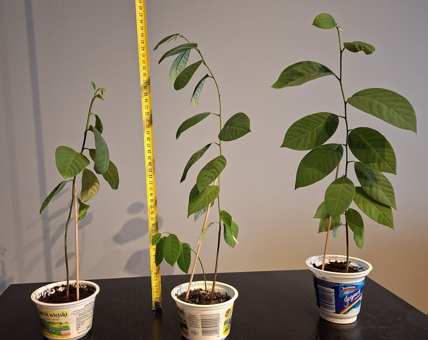 Cherimoya, flaszowiec peruwiański, budyniowiec, rośliny 7 miesieczne