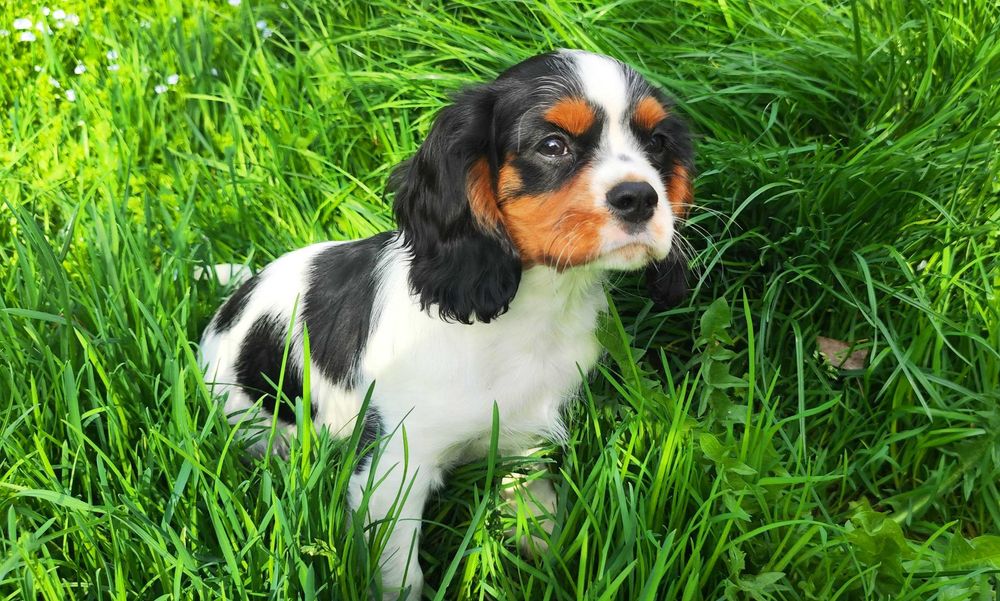 cavalier king chares spaniel sunia tricolor