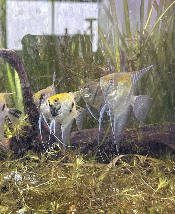 Casais jovens de peixe-anjo prontos para desovar estão à venda.