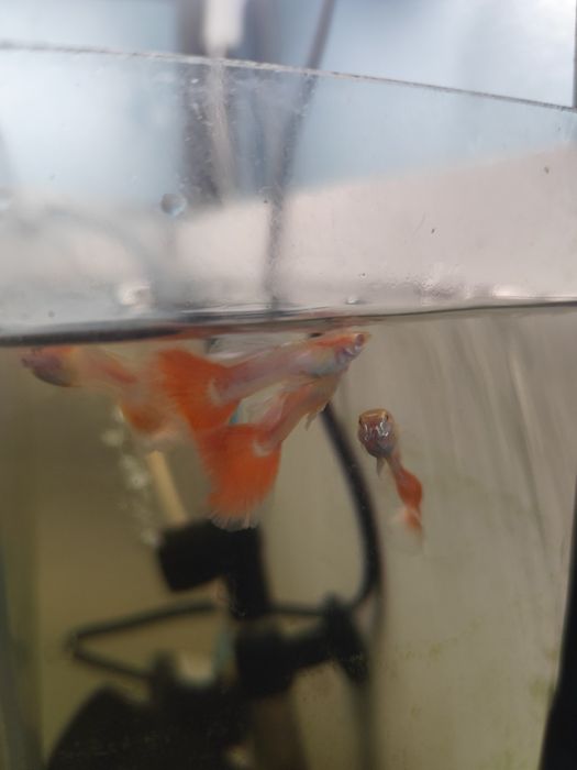 Guppy sky red albinos