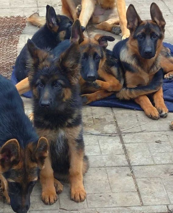 Питомник предлогает крупных и ярких лучших щенков.