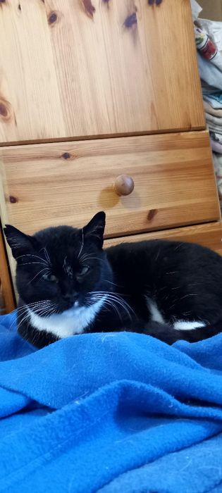 Zezowata kotka Kropka szuka domu