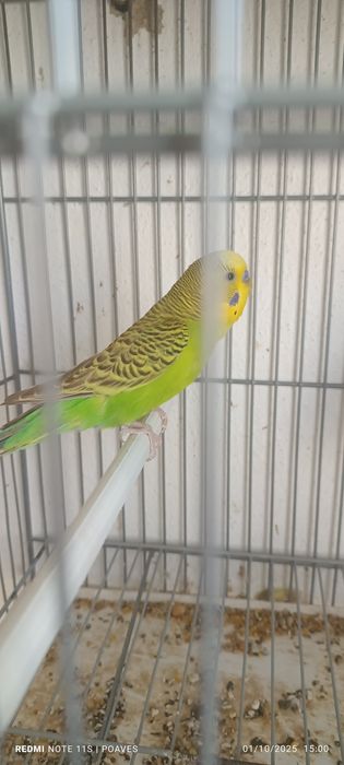 Periquitos mutação