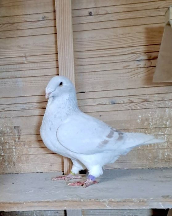 Gołębie standard samica 2024r.