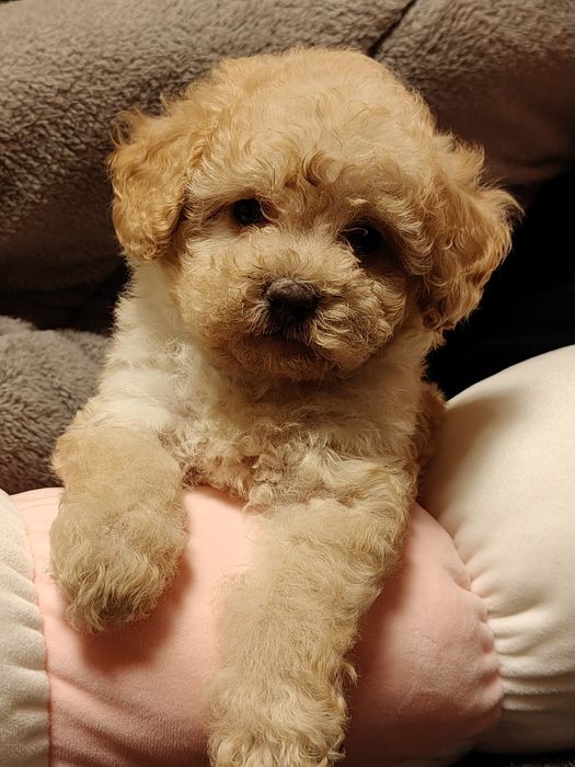 Suczka pudel miniaturowy