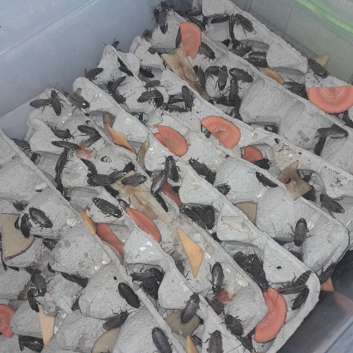 Таргани Мармурові для домашнього тераріуму