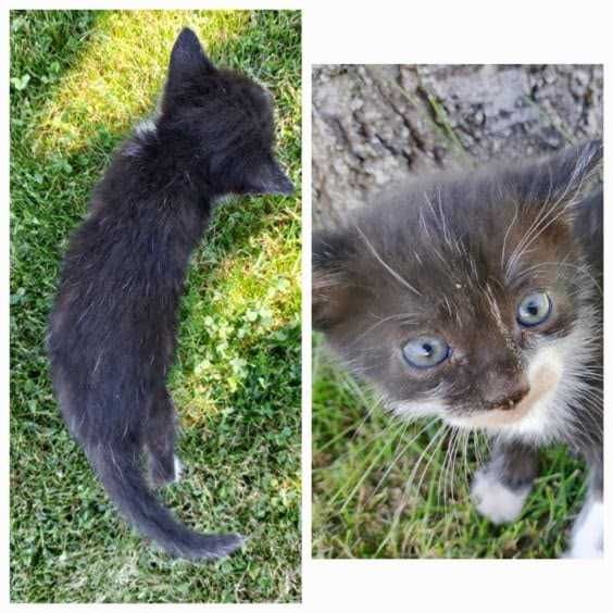 małe koty do adopcji