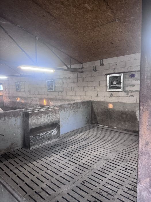 Продаж свиноферми 200м кв.