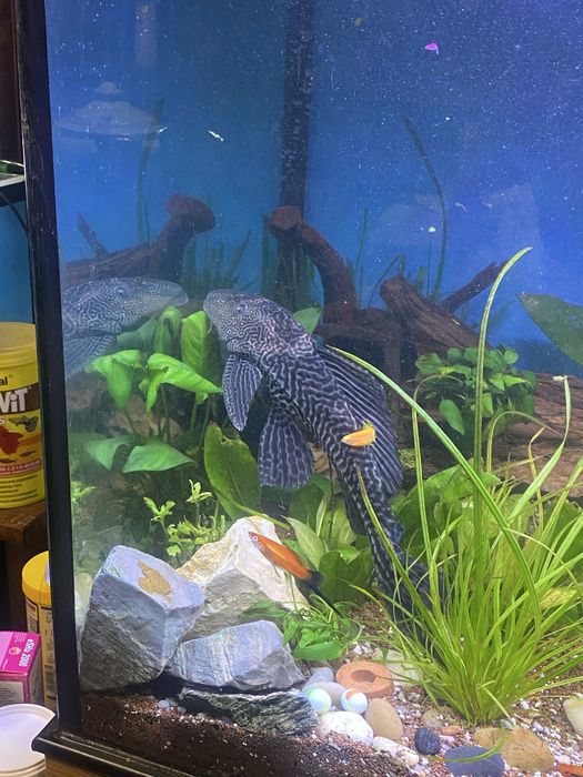 Vendo ou troco pleco adulto