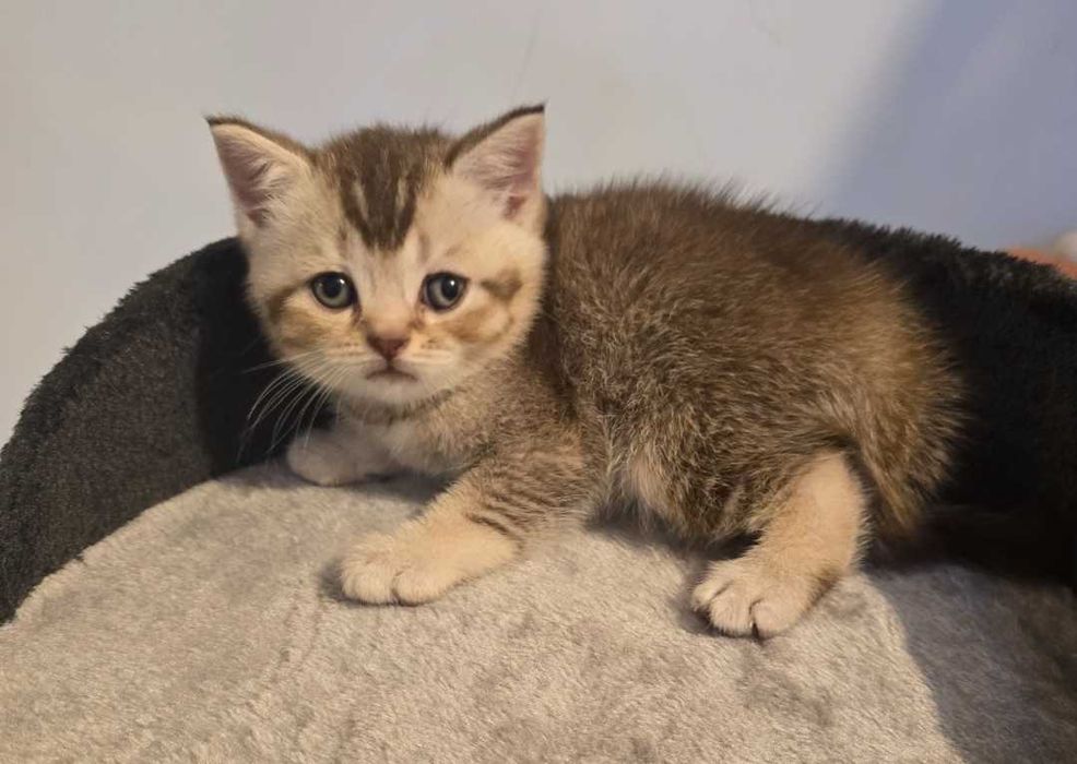 British Shorthair bicolor