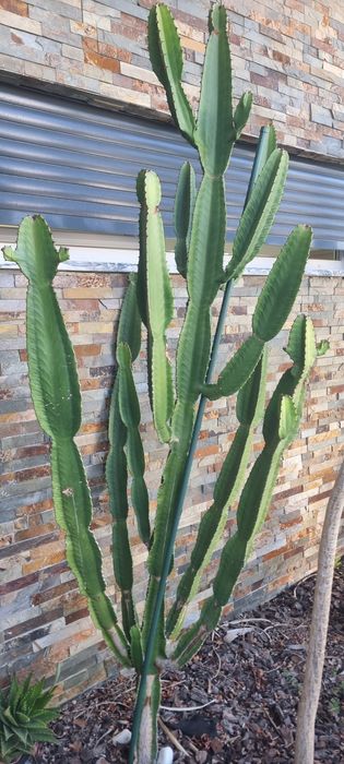 Vendo 3 Cactos/ Catos grandes