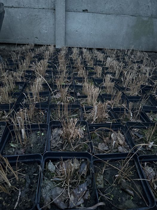 imperiata cylindryczna red baron 2 litry doniczka