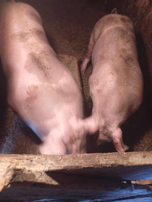 Продам домашню свинку на 130-150 кг.ціна 95гр за кілограм живої ваги