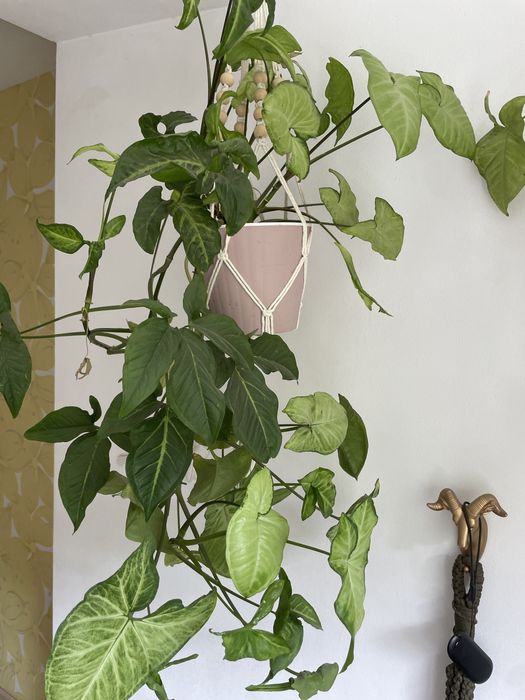 Сінгоніум рослина ампельна