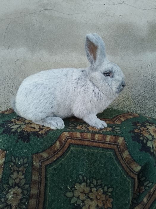 Кролики Європейське Срібло