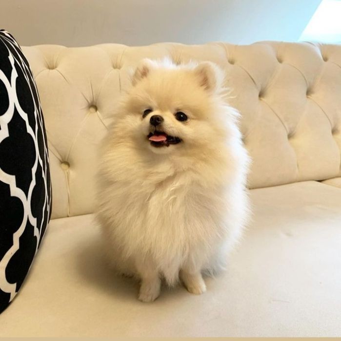 Роскошные детки в типе мишки